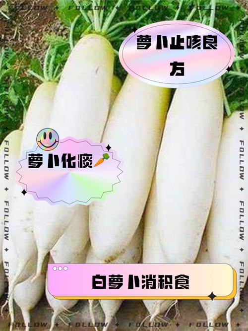 有外烟可以吃萝卜吗【有外烟可以吃萝卜吗图片】